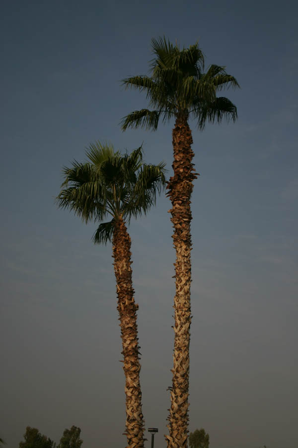 Palms in the early morning hours